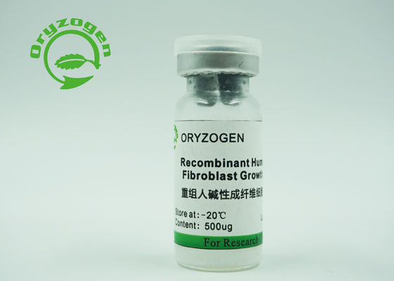 Σιτάρι ρυζιού παραγόντων αύξησης bFGF CAS 106096-93-9 ανασυνδυαζόμενο ανθρώπινο rbFGF που εκφράζεται