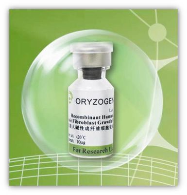 Ανασυνδυαζόμενος πρωτεϊνικός παράγοντας Oryza Sativa αποσπασματικό -20℃ Storaged bFGF