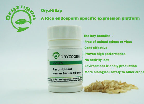Το Oryzogen ανασυνδυαζόμενο ΕΧΕΙ έχει την καλή πρωτεΐνη λευκωματίνης ορών συνέπειας batch